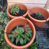 Tubo De Rociado De Riega 1/4" Para Jardín Con Fresas Y Línea De Distribución Blank PVC Anti-Abrasión Y Anti-UV Para Sistema De Riego - details 7