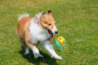 Juegos para Perros masticadores agresores, juguetes para Perros dispensadores de golosinas, Juguetes - details 3