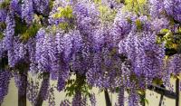 Planta natural Trepadora Wisteria Sinensis. Glicina. Embellece espacios con flores colgantes fragantes, mejora la sombra, atrae polinizadores como abejas y mariposas, y es resistente con pocos cuidados. Ideal para pérgolas. Segura Garden - details 0