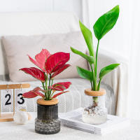 Vaso Hidroponico De Escritorio Con Tapa Terrarium Para Propagación De Plantas Decoración Para Hogar Apartamento Oficina - details 0