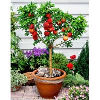 Frutas en tu Patio -Plantas Frutales Sabor y Frescura a tu Alcance cultiva tus propias frutas en tu hogar -  Plantalas en maceta - Frutas Naturales para comer - details 1