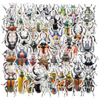 50PCS Pegatinas De Enciclopedia De Bugues Para La Enseñanza De Los Insectos Decoración De Plástico PET Para DIY Y Material De Libro - details 1