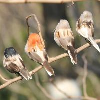 4pcs Simulación De Pájaros De Espuma Realistas Roble Para Jardín Decoración De Jardín Al Aire Libre Ornamentos De Hogar - details 3