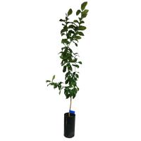 Planta natural cítricos Naranjo Mandarino Limonero. Segura Garden. Aportan fragancia cítrica, frutas frescas, y un toque vibrante al jardín, además de ser ornamentales y fáciles de cuidar. - details 0