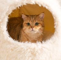 Cama De Gato Cómoda Y Caliente De Peluche Suave Para Pequeños Y Medianos Perros Y Gatos Hogar De Mascotas Adecuada Para Descanso Profundo - details 8