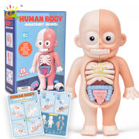 Puzzle 3D De Anatomía Humana Montessori Para Niños HUIQIBAO Juguete Educativo De Aprendizaje Para Niños Modelos De Organos Corporales Instrumento De Enseñanza - details 0