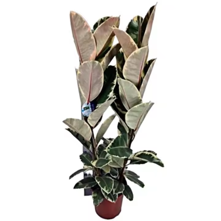 Planta natural Ficus Elástica Tineke. Altura 130 cm.  Segura Garden. El ficus elastica, o gomero, es ideal para el hogar gracias a su belleza, purificación del aire y bajo mantenimiento, añadiendo vida y estilo. - 1