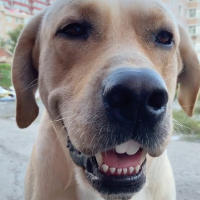 Dientes Falsos Para Perro Divertidos Disfraz De Dentadura Dental Para Decoración De Mascotas Halloween Cosplay Humanos Y Vampiros Juguetes De Interacción - details 28