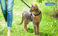 Nobleza - Arnés para Gatos con Correa, Ajustable Antiescape Seguridad Arnés para Gatos y Cachorros - details 0