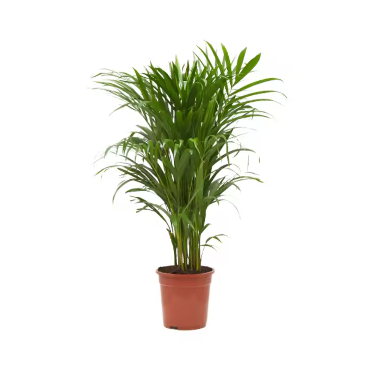 Verdecora Areca | Palma de frutos de  oro | Palmera bambú | Planta natural de interior en maceta de 4L - 1