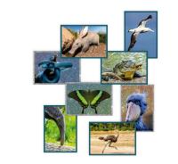 Panini Mundo Animal: los Récords - Cajita con 50 sobres o Album + caja 50 sobres para elegir dos modelos mirarse bien antes de pedir - Colección Oficial Panini garantizado - details 0