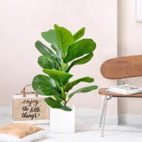 Arbusto De Ficus Artificiales Nórdicos En Maceta 35-63cm Decoración De Hogar Y Jardín Estilo Silken Tree Para Exposiciones Y Ambientes Al Aire Libre - details 2