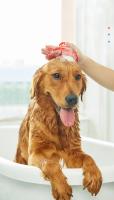 Lavado De Perros Con Cepillo De Silicona Masajeador Para Mascotas Cortos Gato Limpieza Con Guantes De Cepillo Silicone - details 0