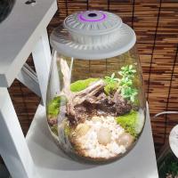 Terrario De Vidrio Para Plantas Con Luz De Crecimiento Micro Paisaje De Mojarra Y Suculentas Vaso De Decoración Para El Hogar - details 2