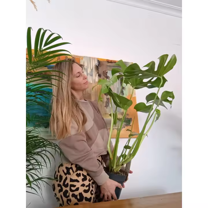 Planta de interior Monstera costilla de Adán Natural Monstera Deliciosa citrus flowers plants - 1