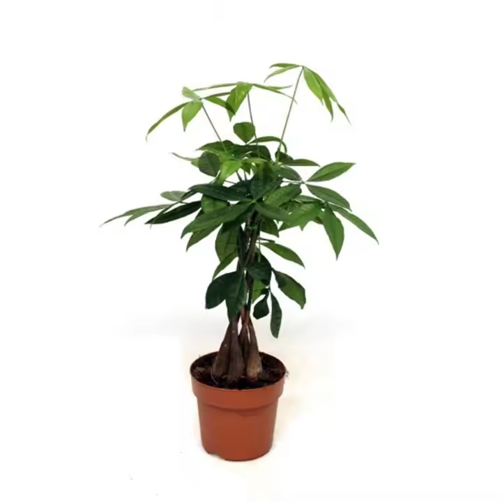 Planta natural Pachira Aquatica. Árbol del Dinero. Segura Garden. Es fácil de cuidar, atrae la prosperidad según la cultura china, y su follaje exuberante mejora la estética del hogar. - 1