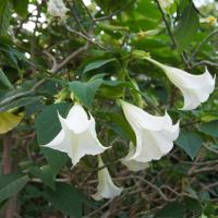 Trompetas del ángel-3 PCs. -Brugmansia-Altura 25-40cm-9cm - details 2
