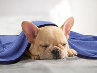 Nobleza Toalla para Perros, Suave y Duradera, Ultra Absorbente, de Secado para Perros Grandes y Pequeños, medidas 106 x 66cm, de Microfibra. - details 10