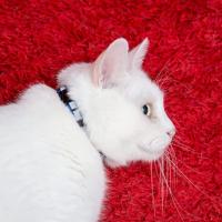 Reflective cat collar with bell, set of 12, Breakaway Cat Co - details 4