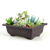 Maceta De Plástico Para Flor Square Bonsái Juego De Macetas De Balcón Basin De Jardinería 1PC - details 3