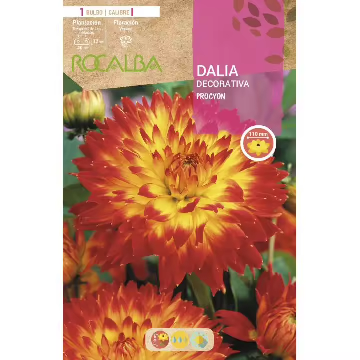 Rocalba Bulbo Dalia Decorativa Procyon 1 Unidad (I) - 1