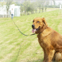 Correa Para Perros Larga Con Mango De Esponja Cómodo Correa De Aliento Para Entrenamiento Al Aire Libre Para Perros Pequeños Medianos Y Grandes 10m - details 5