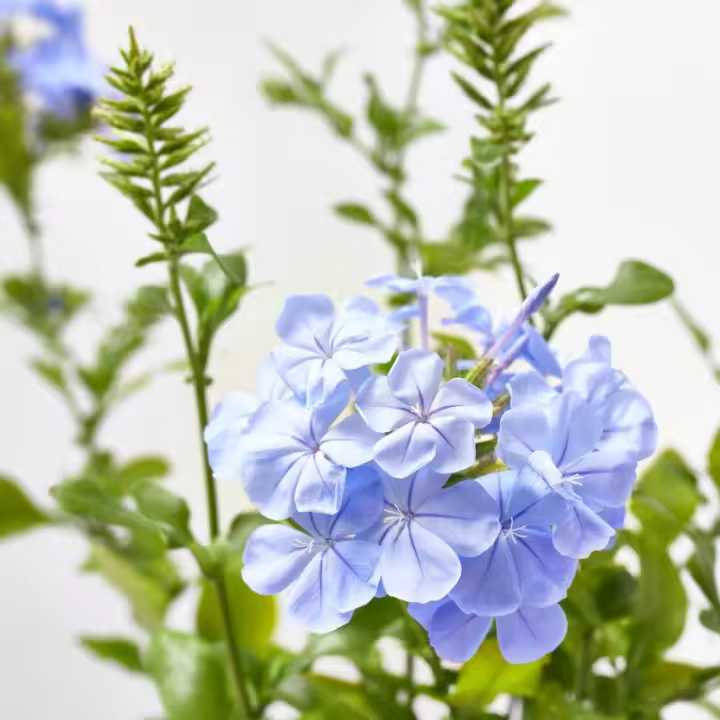 Verdecora - Jazmín Azul Natural de Exterior - Variedad de Colores - 1