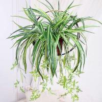 HORO.ES Planta de araña 3PCS artificial de imitación de clorophytum Comosum para decoración del hogar, hotel, seda, 5 ramas, 35 hojas, 12 flores, 60 cm de largo colgante - details 2