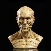 Modelo Humano De Anatomía Para Enseñanza Médica Arte De Dibujo Colección Expositora Cabeza De Cráneo Muscular Y Osseo 10cm - details 2