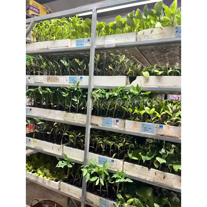 Plantel de Huerta Pack x 10 unidades | 5 Zanahoria + 5 Coliflor Skywalker | kit de huerto Organica plantines de huerta | arma tu propias ensaladas | lechuga | tu huerta en casa | calidad excelencia | huertas natural | citrus Flowers plants  vivero online - 1