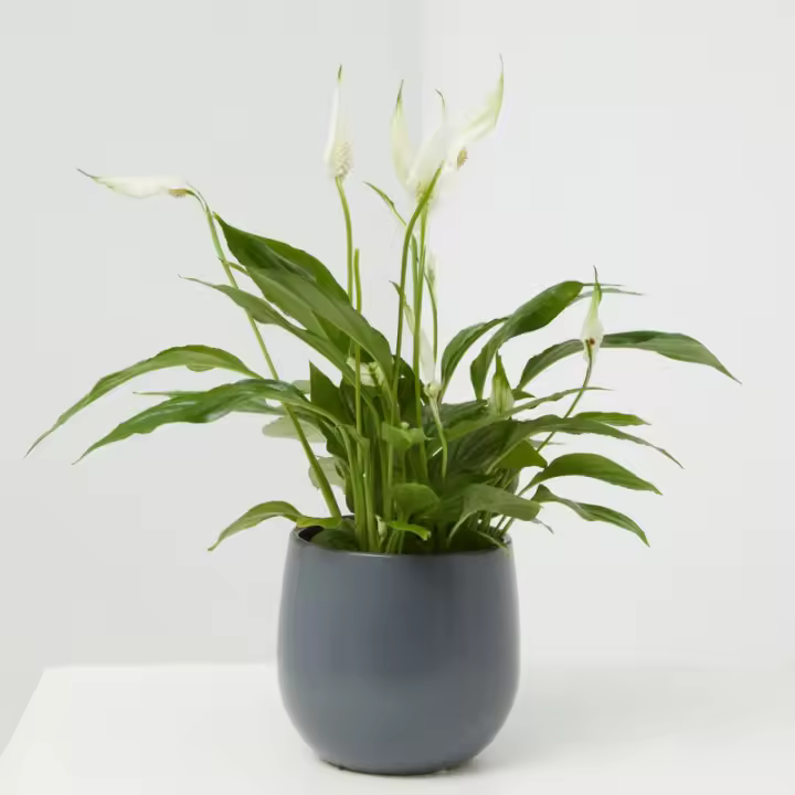 Verdecora - Spathiphyllum Planta de Interior Resistente y Decorativa - Lirio de la paz - 1