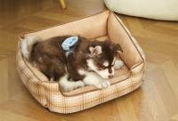 Cama De Mascota Cuadrada Con Red De Algodón Grueso Doble Cara Desmontable Y Lavable Para Perros Y Gatos Accesorios Para Mascotas - details 14