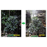 Película De Mylar Reflectante Plateado 210x120cm Para Tienda De Cultivo Jardín Invernadero Agricultura Mejora El Crecimiento De Las Plantas - details 8