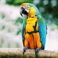 Correa De Entrenamiento Ajustable Para Papagayo Con Arnes Para Volar Al Aire Libre Fibras Resistentes Anti-Mordedura Para Adiestramiento De Pájaros - details 6
