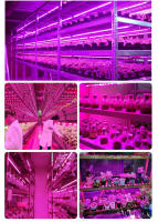 Luces De Crecimiento Para Plantas USB DC 5V Espectro Completo Lámpara Phyto En Tira De 2m 3m Para Semillas Flores Invernadero Y Plantas Hidroponicas Iluminación - details 5