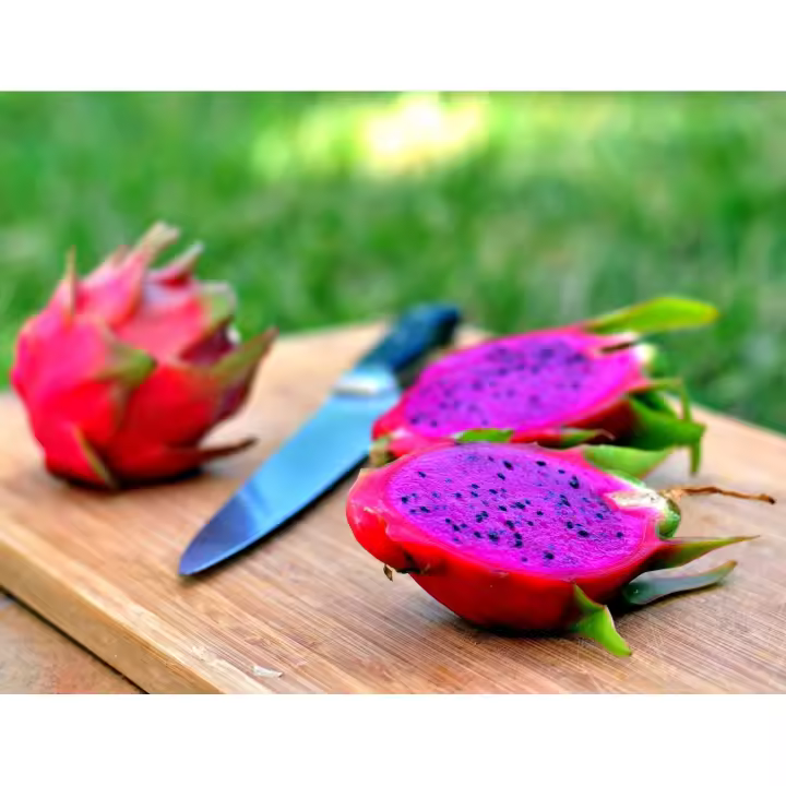 Planta natural Pitaya. Pitahaya. Fruta tropical, Frutos deliciosos.Segura Garden. La pitahaya enriquece el huerto con frutas exóticas, atractivas y deliciosas. Además, es resistente y fácil de cultivar, aportando variedad y salud al entorno - 1