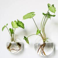 Vaso De Hierro Hidroponía Transparente Para Acuarios Pequeños En Pared Con Plantas Y Peces Juego De Decoración Para El Hogar - details 4