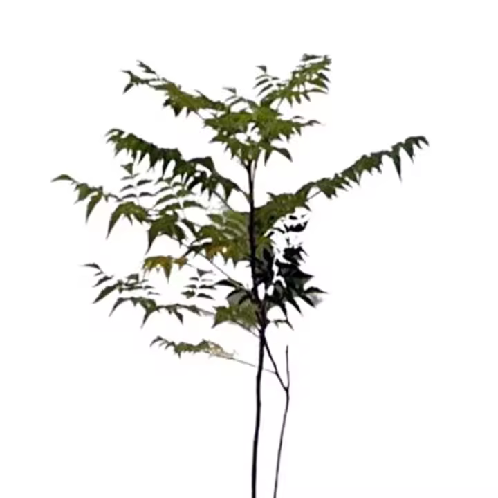 Planta natural arbol Melia Azedarach. Ofrece sombra densa, es resistente a climas extremos, mejora el suelo, florece con racimos lilas fragantes, produce frutos decorativos y ayuda al control de plagas al ser insecticida natural. - 1