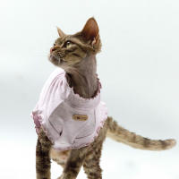 Camiseta De Verano Primavera Para Gato Sphynx Suave Transpirable Color Sólido Alta Elasticidad Amigable Con La Piel Ropa De Mascota Devon - details 1