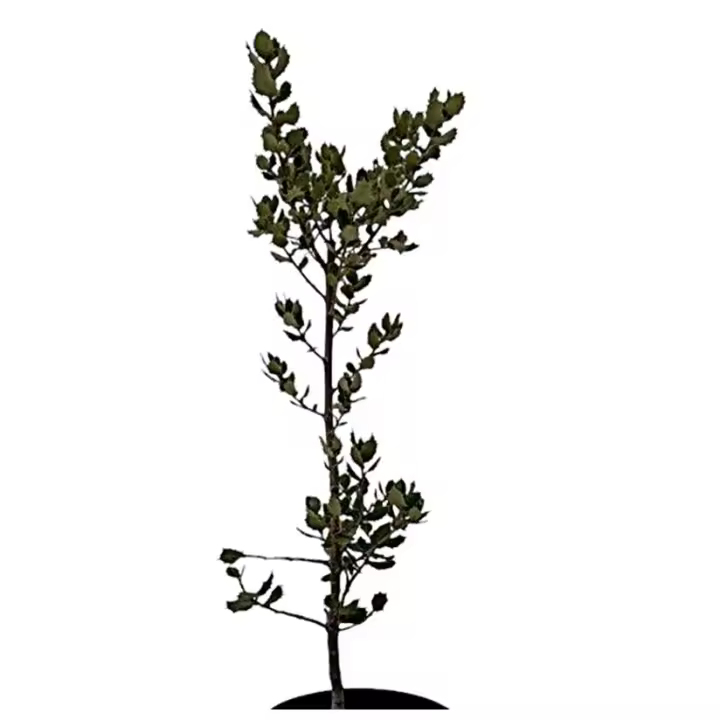 Planta natural arbol Quercus Ilex. Encina, carrasca.  Aporta sombra, biodiversidad, protección contra la erosión y captura de CO₂. Su resistencia a sequías y suelos pobres lo hace ideal para reforestación y paisajes mediterráneos. Segura Garden - 1
