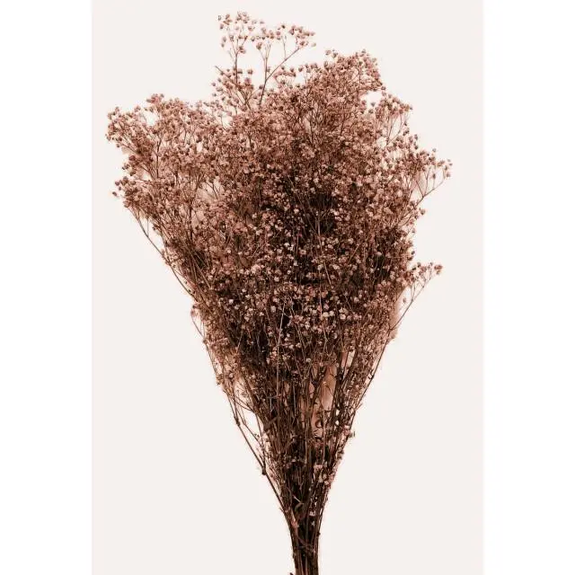 PANICULATA PRESERVADA Raíz FLORES Calidad PREMIUM para Tiaras y Coronitas - 1