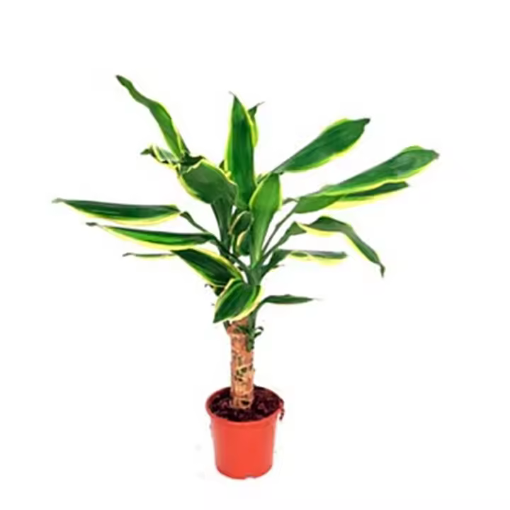 Planta Dracaena Fragans. Dracena.  Segura Garden. La Dracaena fragans mejora la calidad del aire, añade un toque decorativo, requiere poco mantenimiento y promueve un ambiente relajante en el hogar. - 1