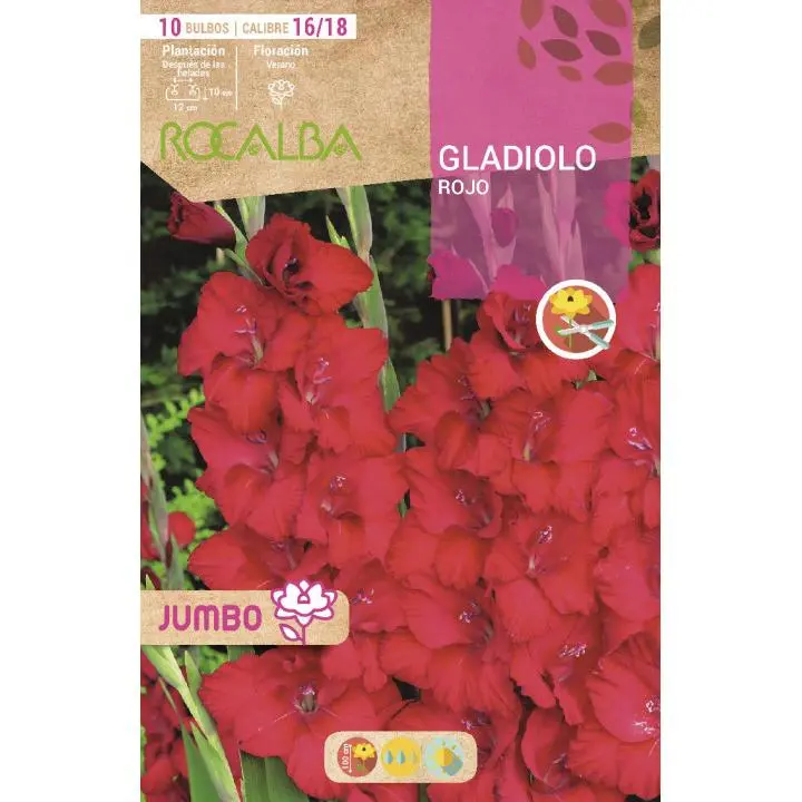 Rocalba Bulbo Gladiolo Jumbo Rojo 10 Unidades (16/18) - Máxima Calidad - 1