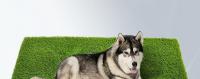 Césped artificial para baño de mascotas - Alfombra orinal con superficie de césped sintético - details 1