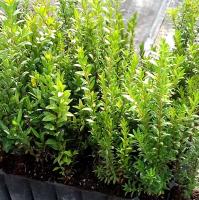 ¡¡¡ 10 Plantas !!! natural Myrtus Comunnis. Mirto. 20-30 cm. En cepellón listos para plantar. Aromática, resistente, atrae polinizadores, ideal para setos, mejora suelos y tiene usos medicinales. - details 0