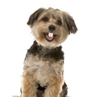 Dientes Falsos Para Perro Divertidos Disfraz De Dentadura Dental Para Decoración De Mascotas Halloween Cosplay Humanos Y Vampiros Juguetes De Interacción - details 25