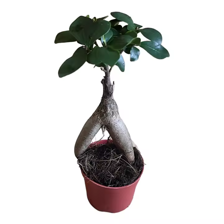 Planta natural arbol bonsai Ficus Ginseng. Elegir Medida. Segura Garden. Mejora la calidad del aire, es fácil de cuidar, tolera luz indirecta, fomenta la calma y simboliza equilibrio, perfecto para decorar interiores modernos. - 1