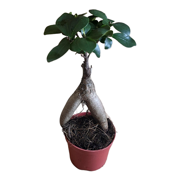 Planta natural arbol bonsai Ficus Ginseng. Elegir Medida. Segura Garden. Mejora la calidad del aire, es fácil de cuidar, tolera luz indirecta, fomenta la calma y simboliza equilibrio, perfecto para decorar interiores modernos.