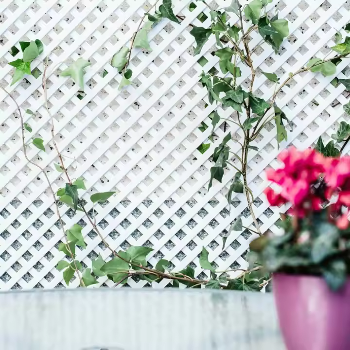 Nortene | Celosia Pvc 18 Mm. Blanco Nortene | Decoración Para Terraza Y Jardín | Ideal Para Ambientes Elegantes | Diseño Decorativo - 1