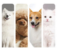 Cortador De Pelo Para Perros Inteligente De Alta Potencia Recargable Con Cuchilla Desmontable Máquina De Aseo Para Mascotas LANMODA D2 - details 2